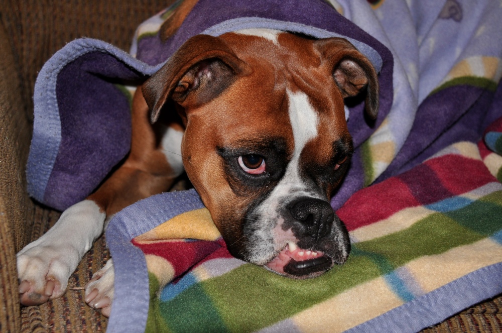 Quality of Life Assessments Home Pet Euthanasia of Southern California